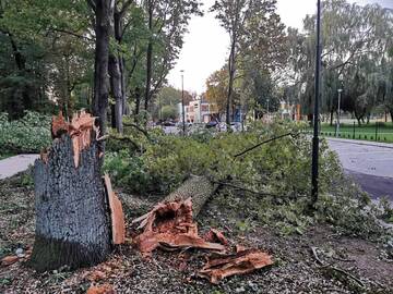 Neišlaikė: vėjas nulaužė ąžuolą, kurio kamienas pasirodė esąs kiauraviduris.