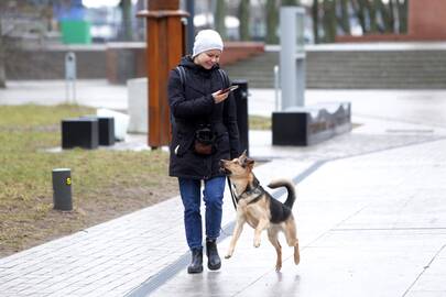 Privalo: keturkojams oras nesvarbus – tiek per lietų, tiek per pūgą šeimininkai priversti juos vesti į lauką.