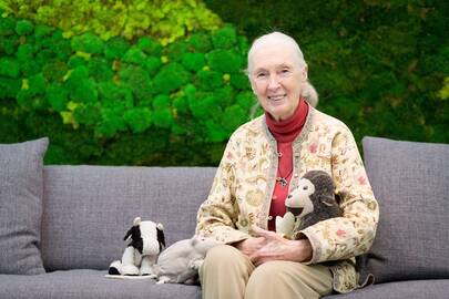 Jane Goodall