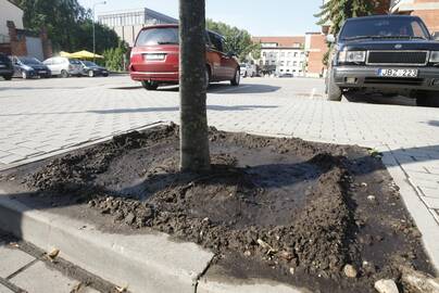 Antradienio vakarą per valandą prilijo tiek, kiek nebuvo liję visą pavasarį ir vasaros pradžioje. Tačiau jau kitos dienos rytą miesto centre augantys medžiai buvo laistomi vėl.