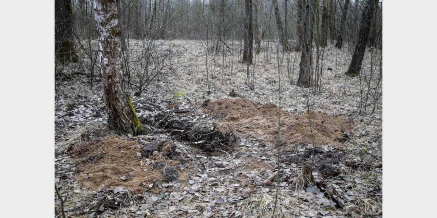 Vieta, kur buvo užkasta I. Strazdauskaitė