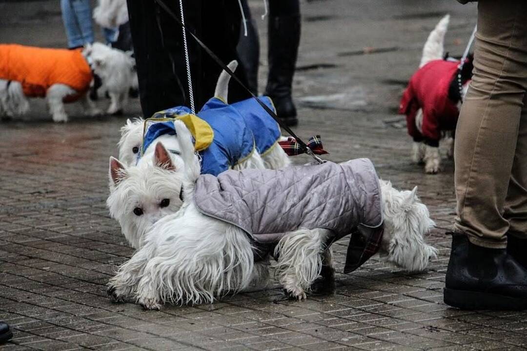 Renginys "Užuosk Kalėdas su Škotijos baltaisiais terjerais"