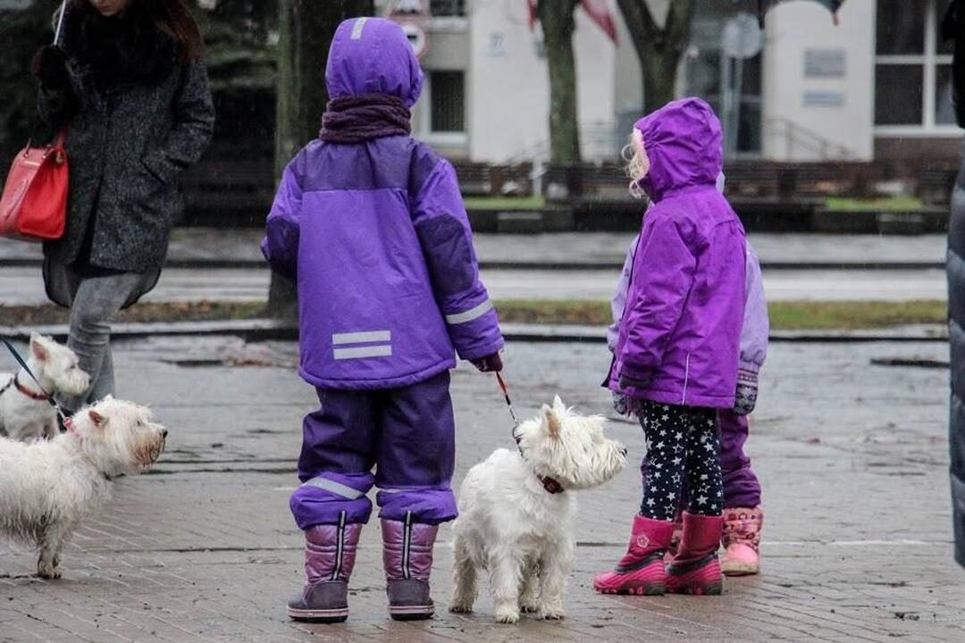 Renginys "Užuosk Kalėdas su Škotijos baltaisiais terjerais"