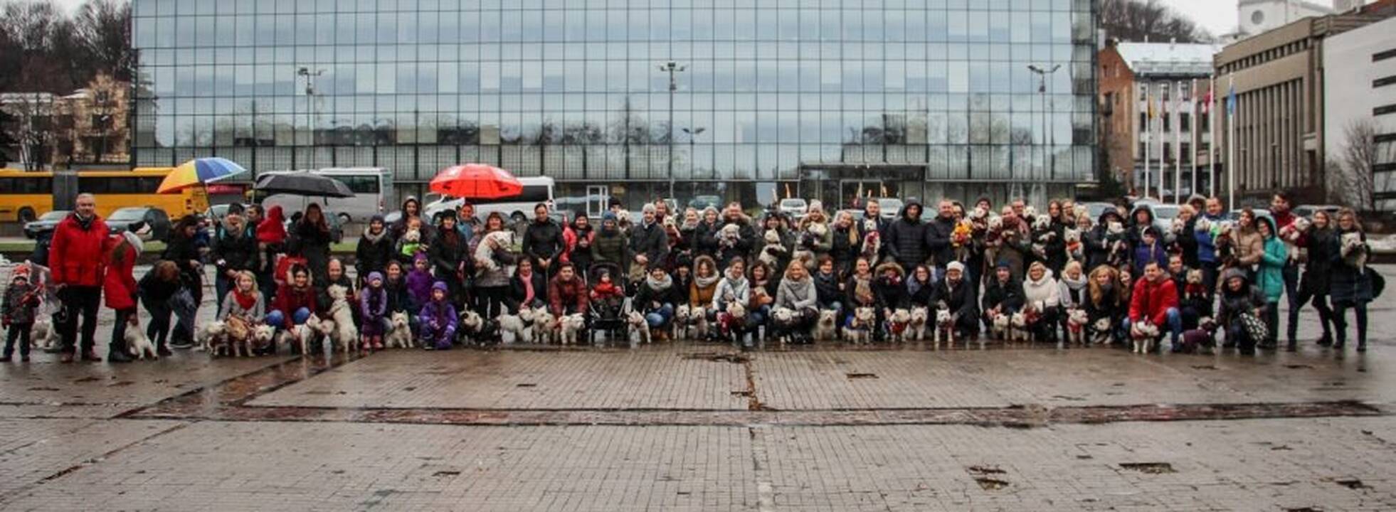 Renginys "Užuosk Kalėdas su Škotijos baltaisiais terjerais"