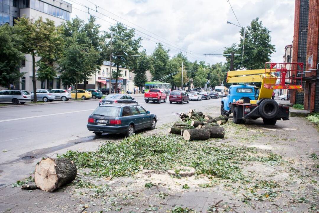Savanorių prospekte nupjauti medžiai