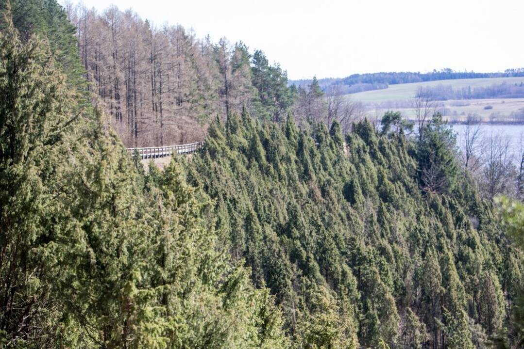 Kadagių slėnis