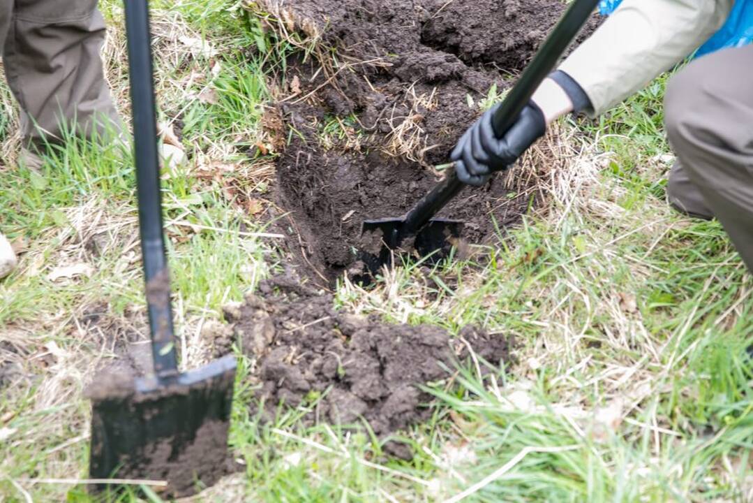 Ąžuolų klonų sodinimo akcija Rumšiškėse