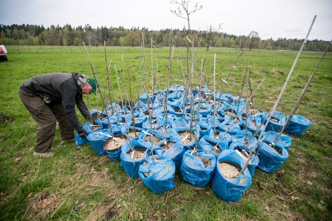 Ąžuolų klonų sodinimo akcija Rumšiškėse