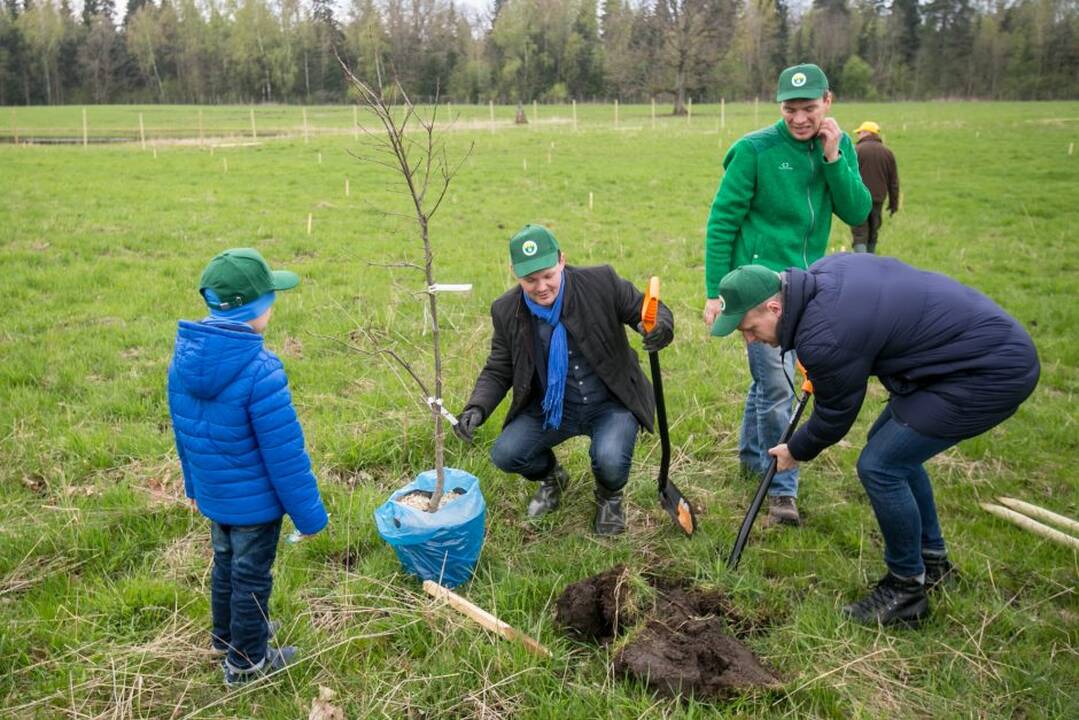 Ąžuolų klonų sodinimo akcija Rumšiškėse