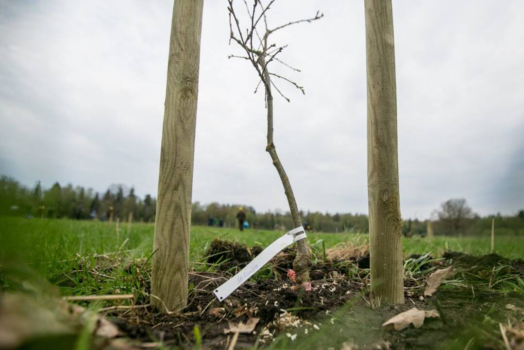 Ąžuolų klonų sodinimo akcija Rumšiškėse