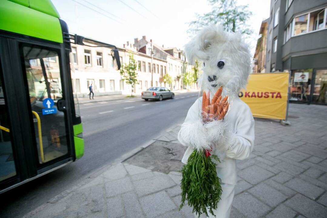 Zuikių gaudymo akcija Kauno viešajame transporte