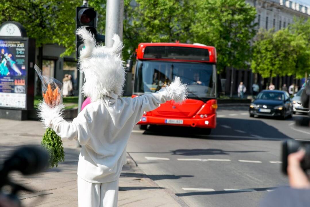 Zuikių gaudymo akcija Kauno viešajame transporte