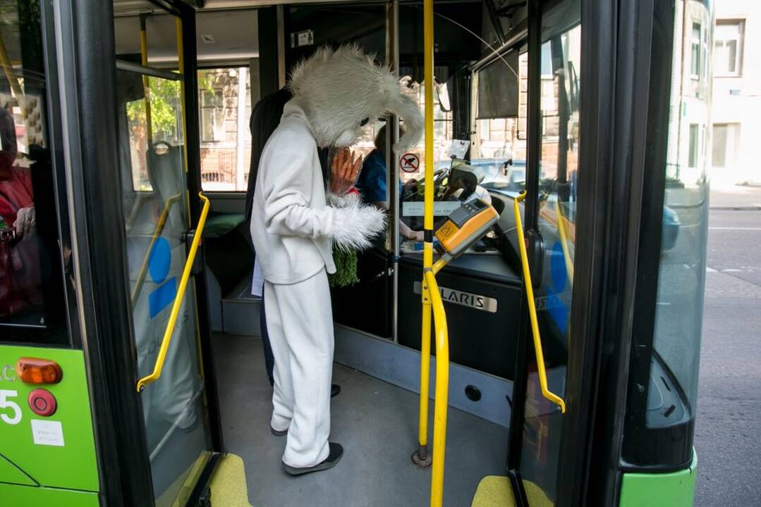 Zuikių gaudymo akcija Kauno viešajame transporte