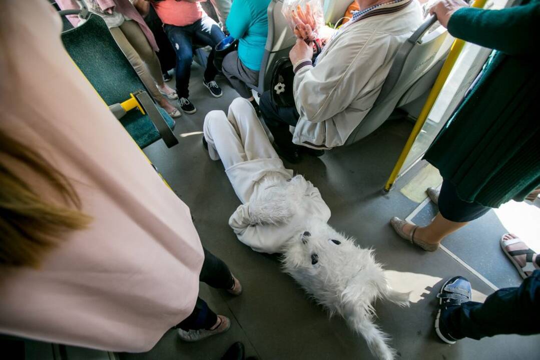 Zuikių gaudymo akcija Kauno viešajame transporte