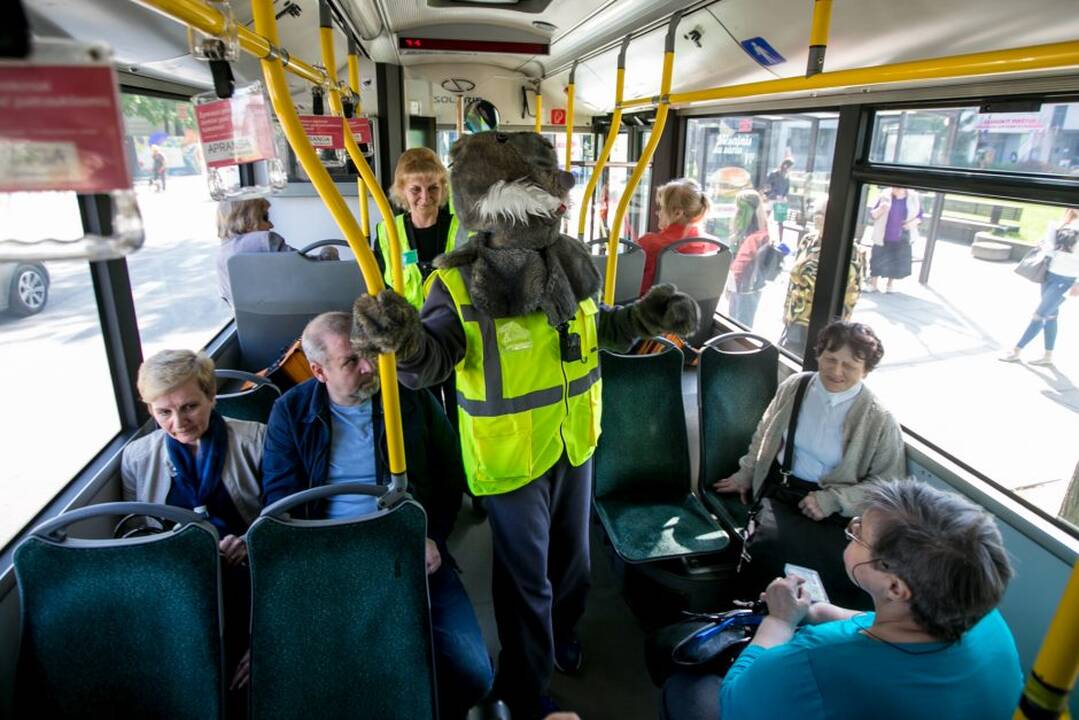 Zuikių gaudymo akcija Kauno viešajame transporte