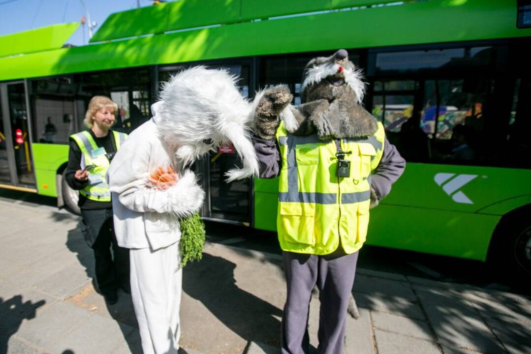Zuikių gaudymo akcija Kauno viešajame transporte