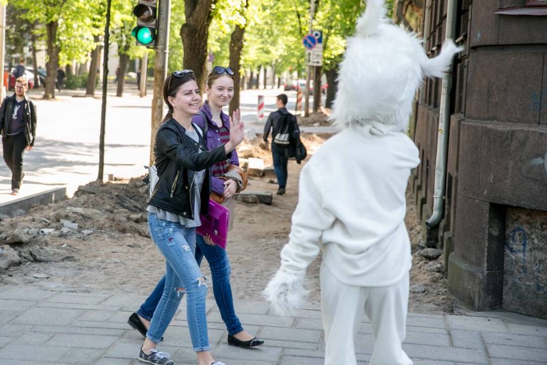 Zuikių gaudymo akcija Kauno viešajame transporte