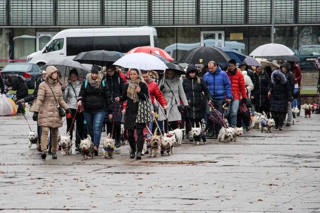 Renginys "Užuosk Kalėdas su Škotijos baltaisiais terjerais"