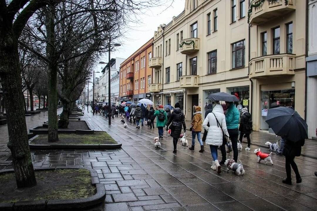 Renginys "Užuosk Kalėdas su Škotijos baltaisiais terjerais"