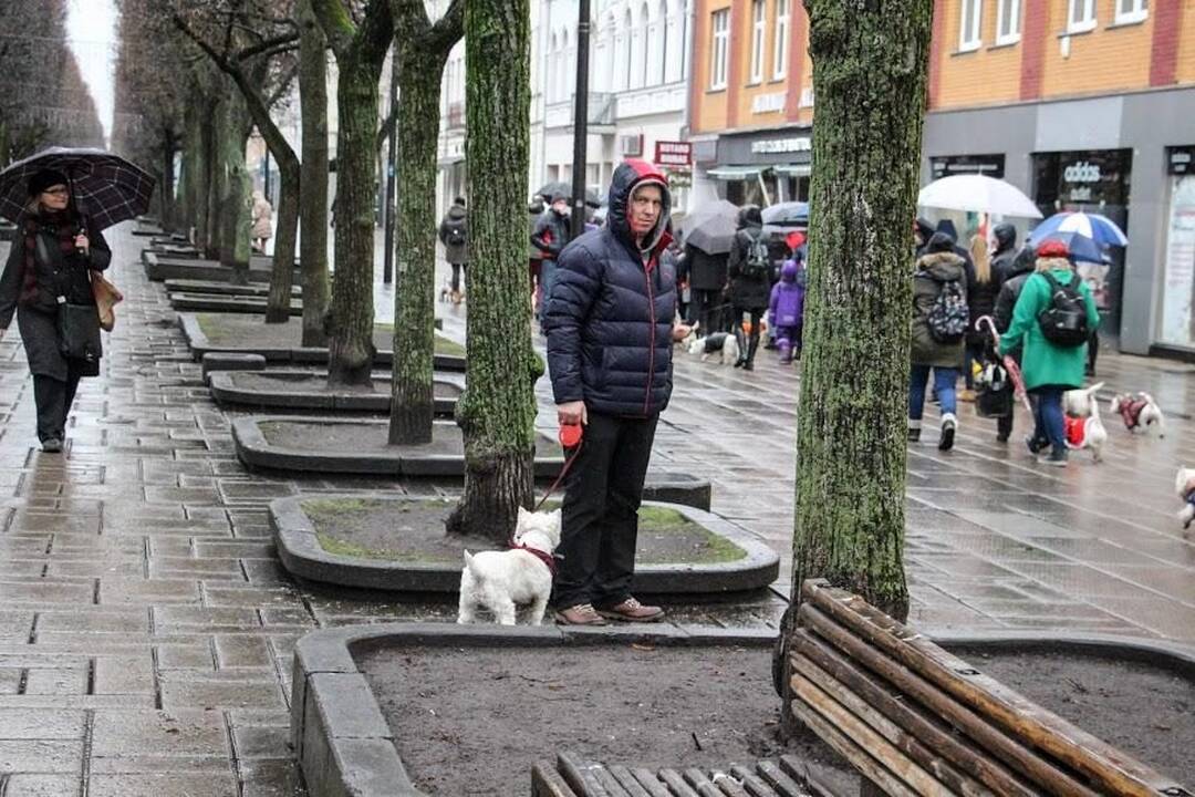 Renginys "Užuosk Kalėdas su Škotijos baltaisiais terjerais"