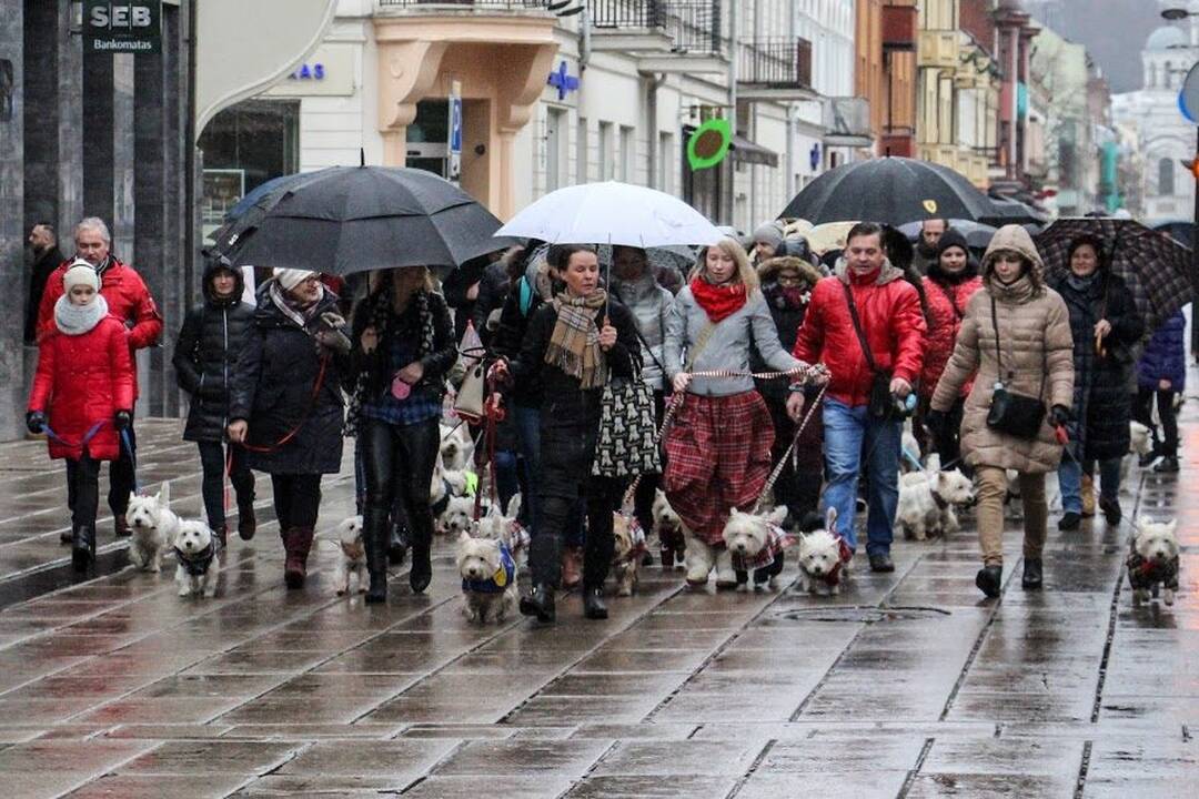 Renginys "Užuosk Kalėdas su Škotijos baltaisiais terjerais"