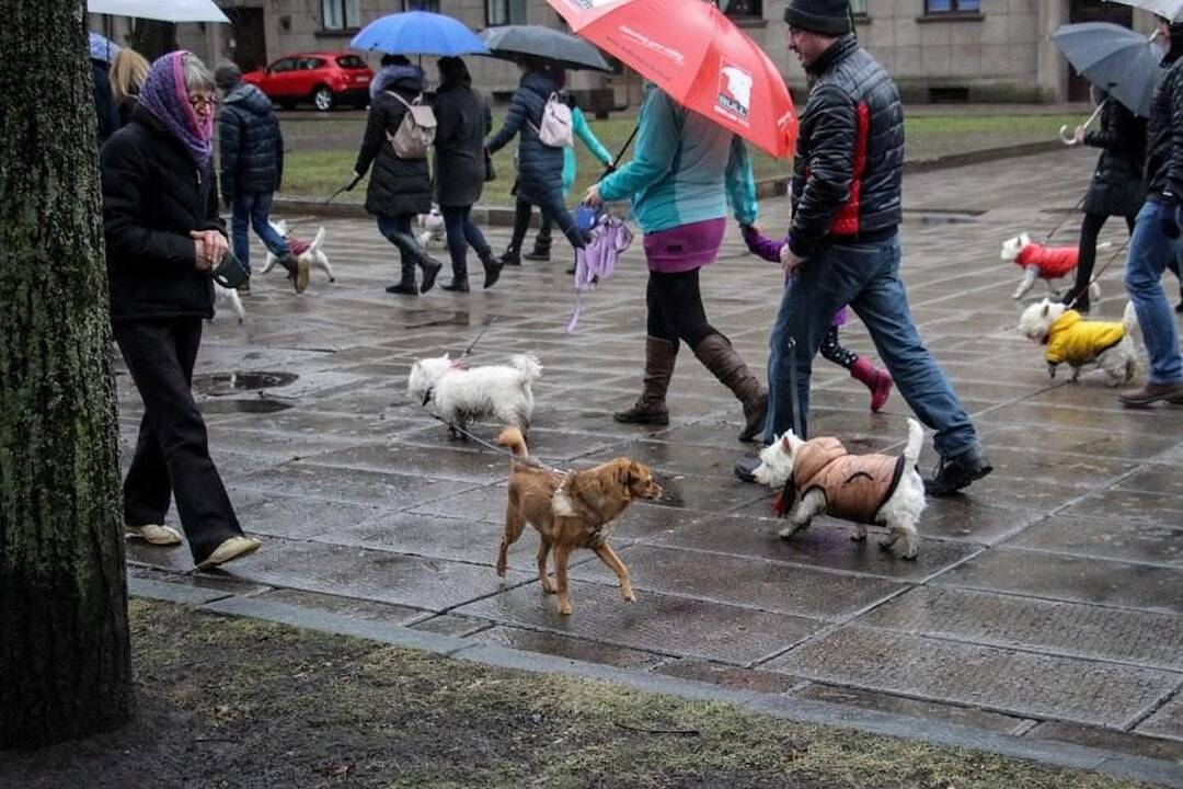 Renginys "Užuosk Kalėdas su Škotijos baltaisiais terjerais"