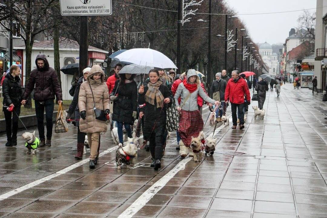 Renginys "Užuosk Kalėdas su Škotijos baltaisiais terjerais"