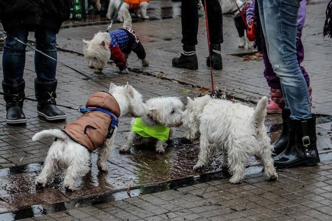 Renginys "Užuosk Kalėdas su Škotijos baltaisiais terjerais"