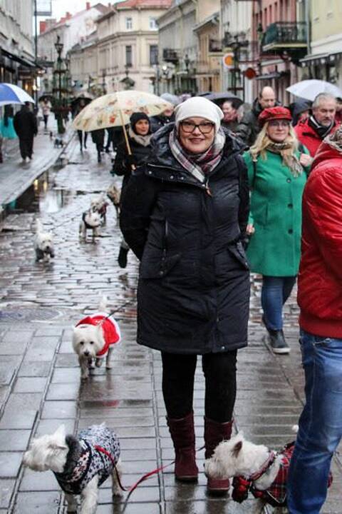 Renginys "Užuosk Kalėdas su Škotijos baltaisiais terjerais"