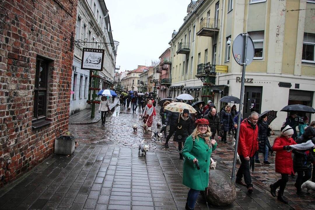 Renginys "Užuosk Kalėdas su Škotijos baltaisiais terjerais"