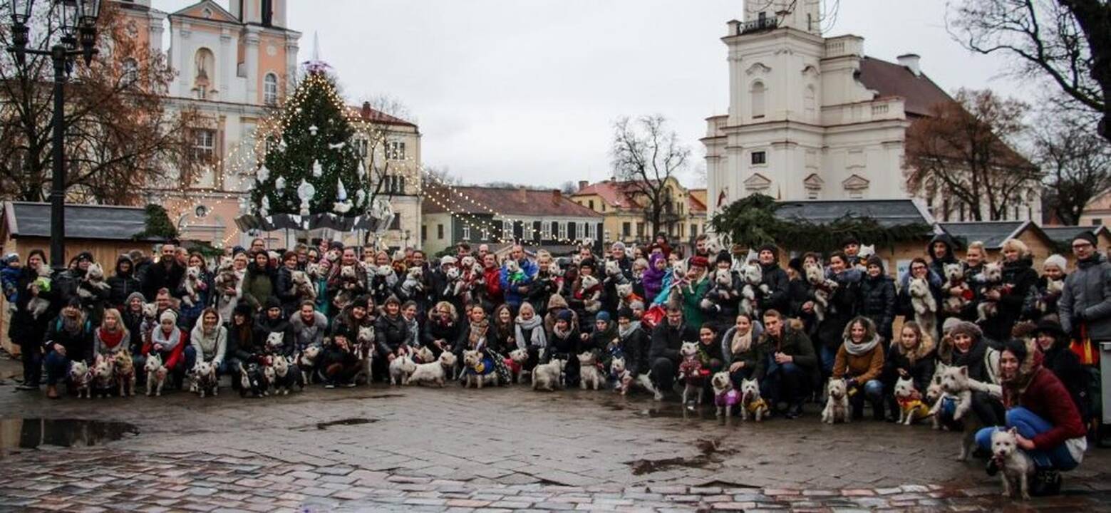 Renginys "Užuosk Kalėdas su Škotijos baltaisiais terjerais"