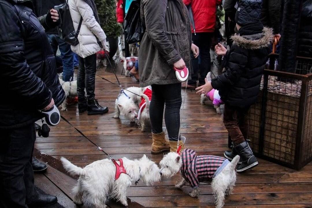 Renginys "Užuosk Kalėdas su Škotijos baltaisiais terjerais"