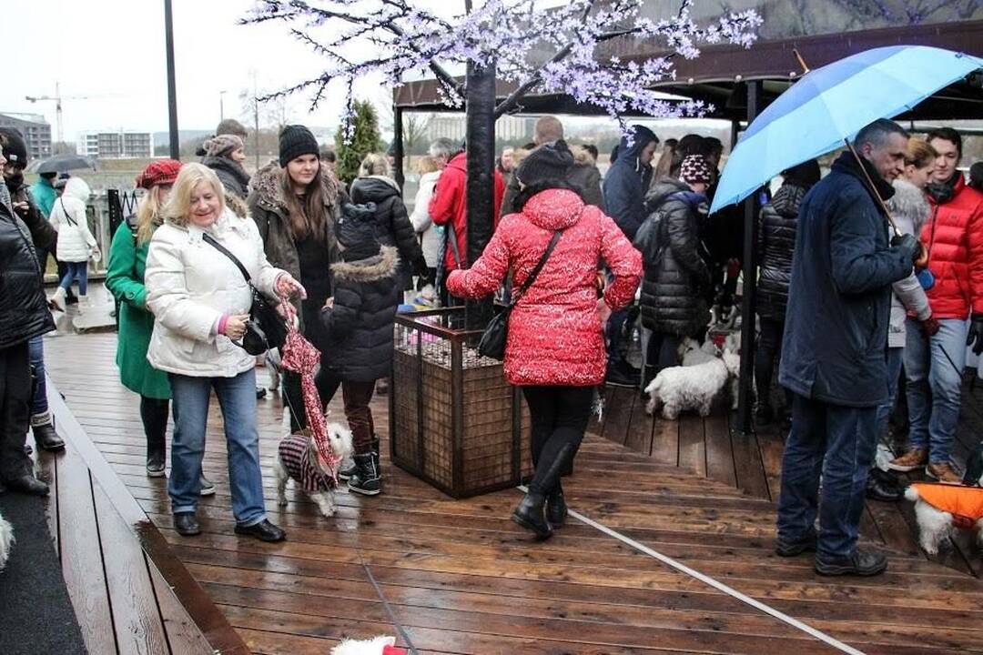 Renginys "Užuosk Kalėdas su Škotijos baltaisiais terjerais"