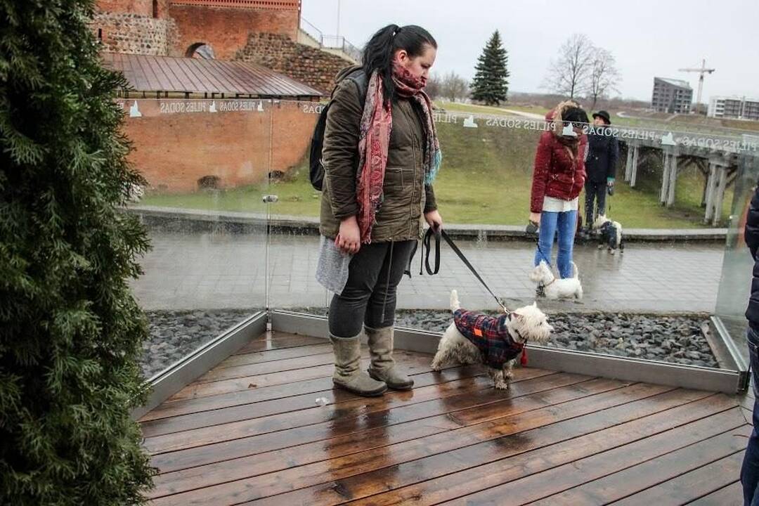 Renginys "Užuosk Kalėdas su Škotijos baltaisiais terjerais"
