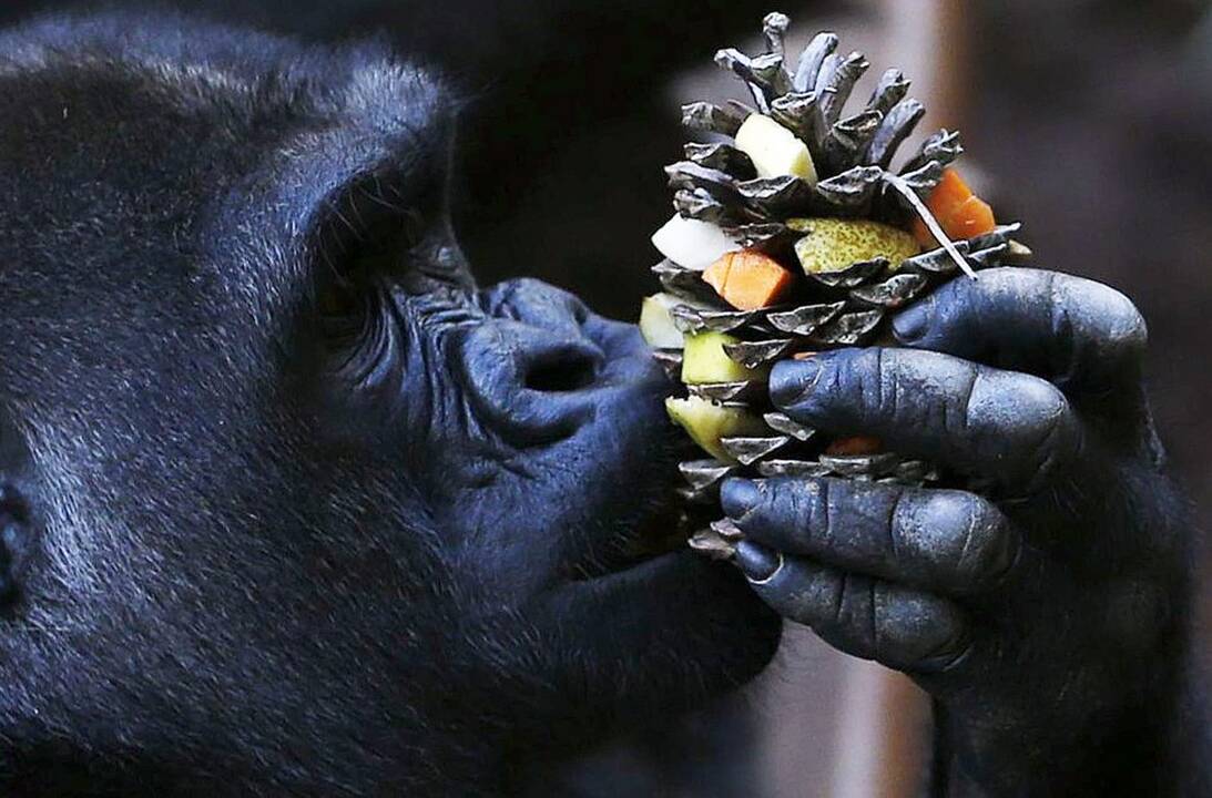 Gyvūnai maitinami zoologijos sode Prancūzijoje