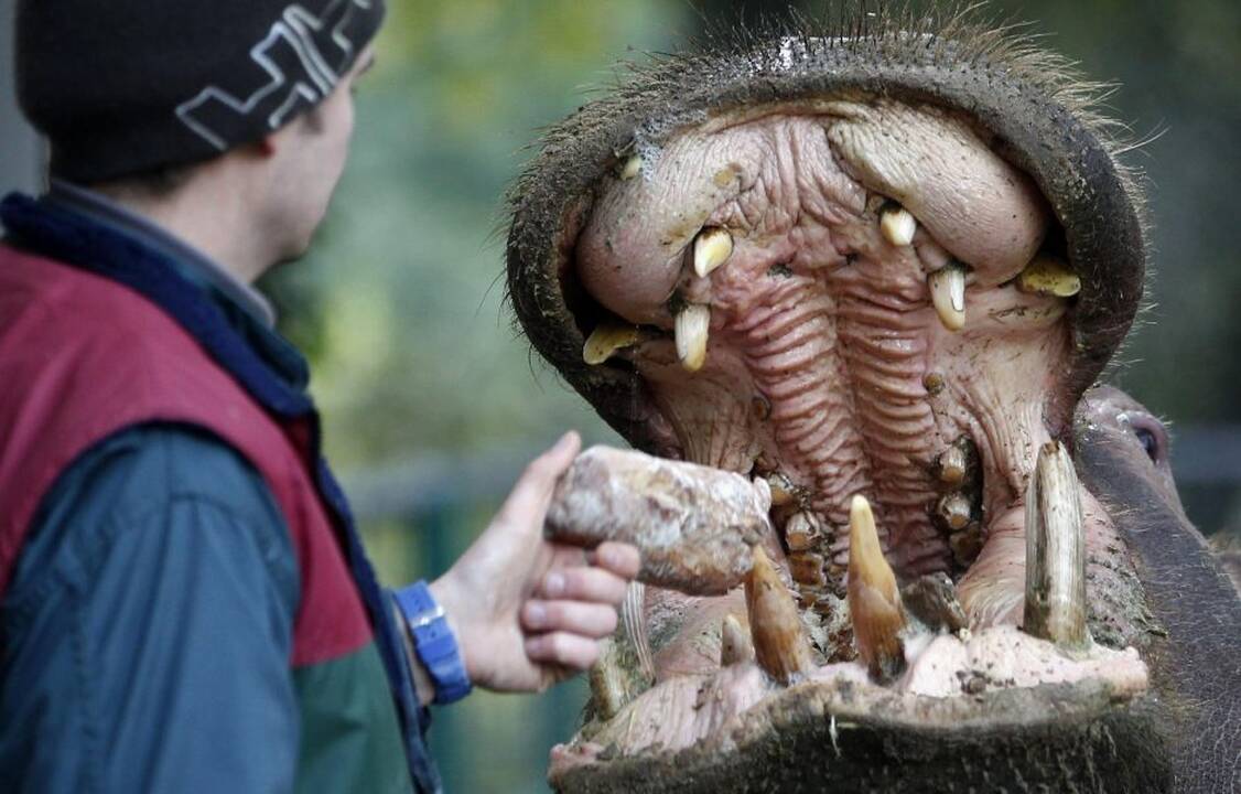 Gyvūnai maitinami zoologijos sode Prancūzijoje