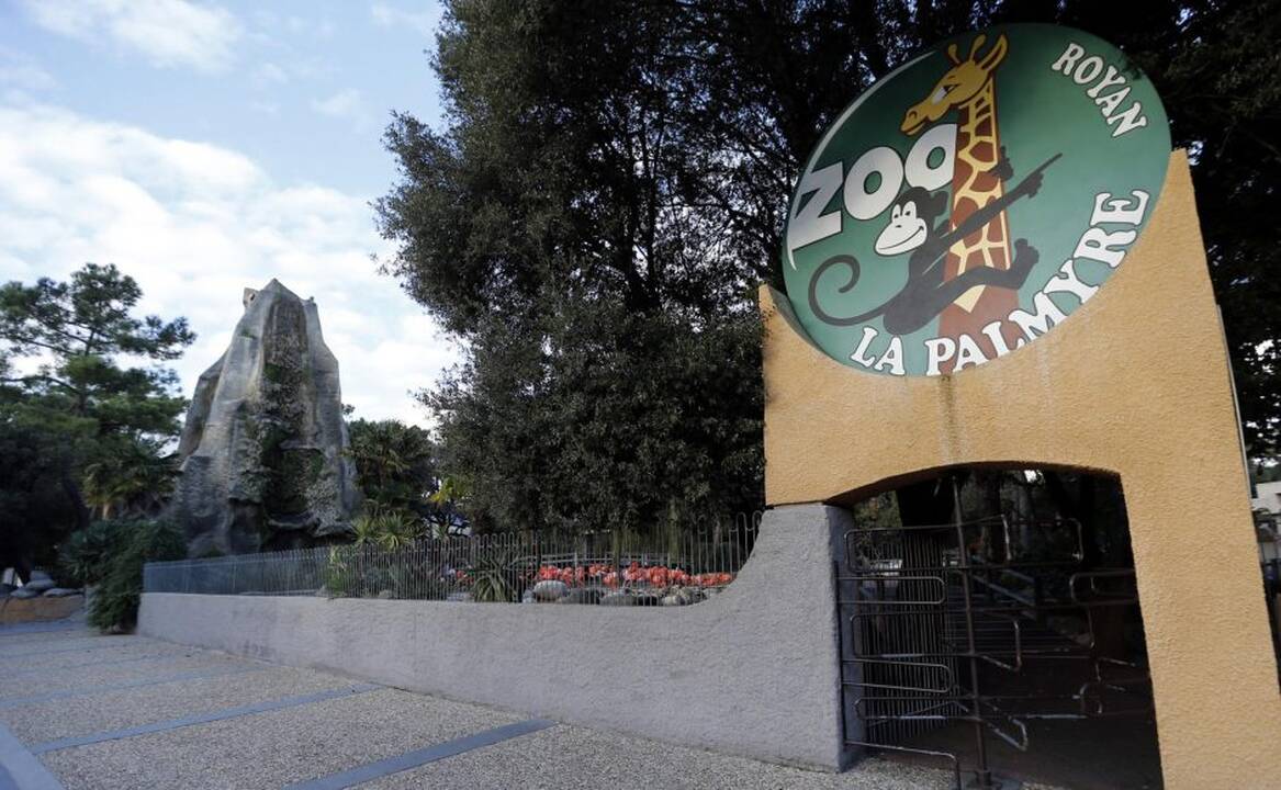 Gyvūnai maitinami zoologijos sode Prancūzijoje