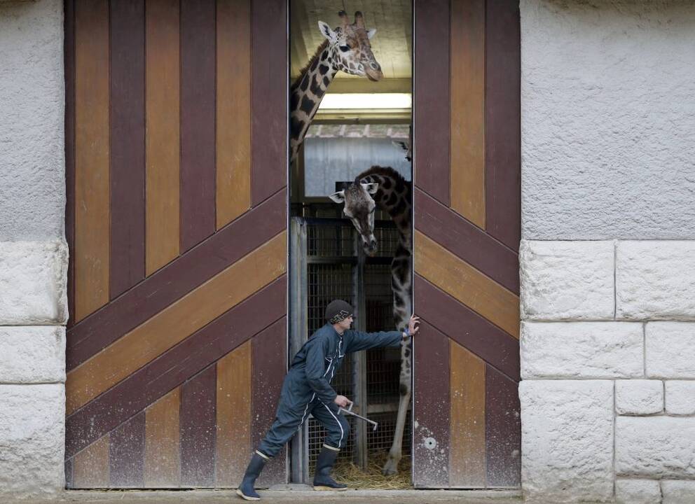 Gyvūnai maitinami zoologijos sode Prancūzijoje