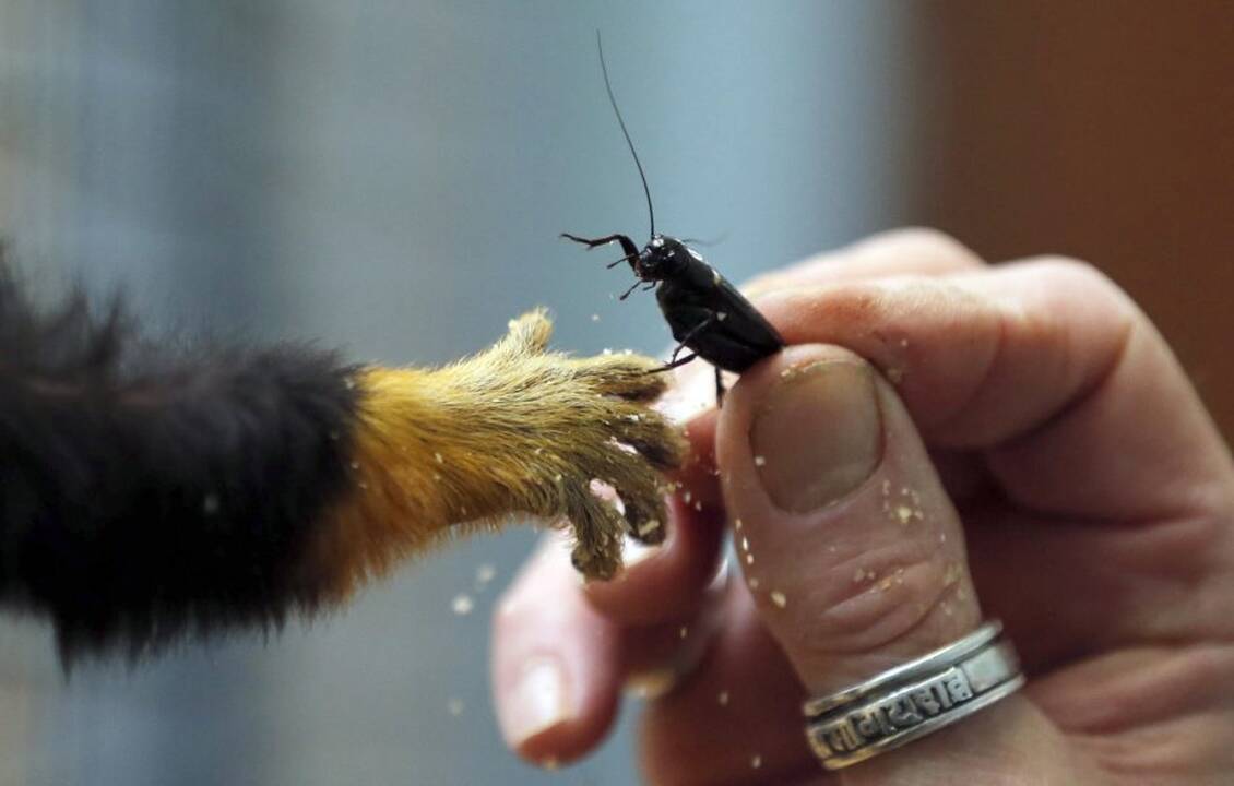 Gyvūnai maitinami zoologijos sode Prancūzijoje