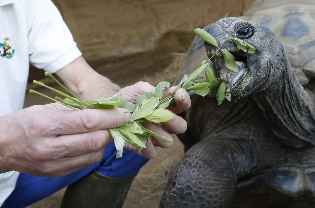 Gyvūnai maitinami zoologijos sode Prancūzijoje