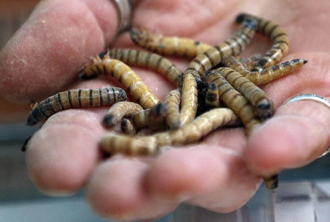 Gyvūnai maitinami zoologijos sode Prancūzijoje