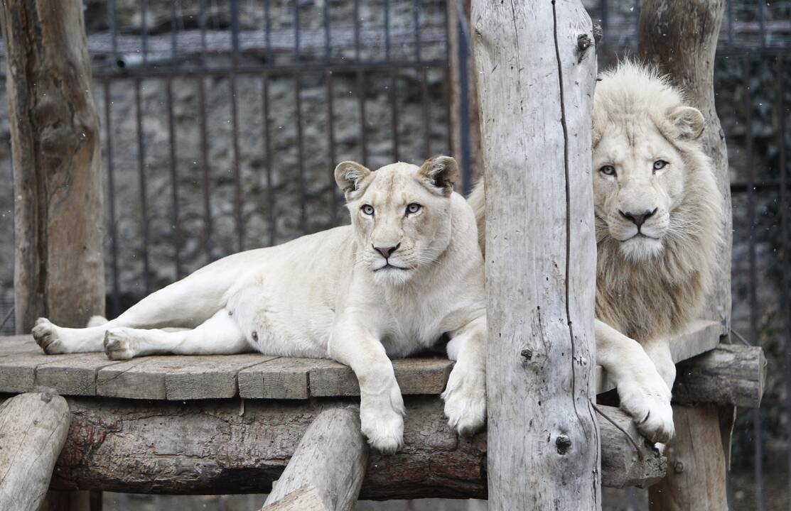 Potvynių nuniokotame Tbilisyje iš zoologijos sodo pabėgęs liūtas sudraskė vyrą