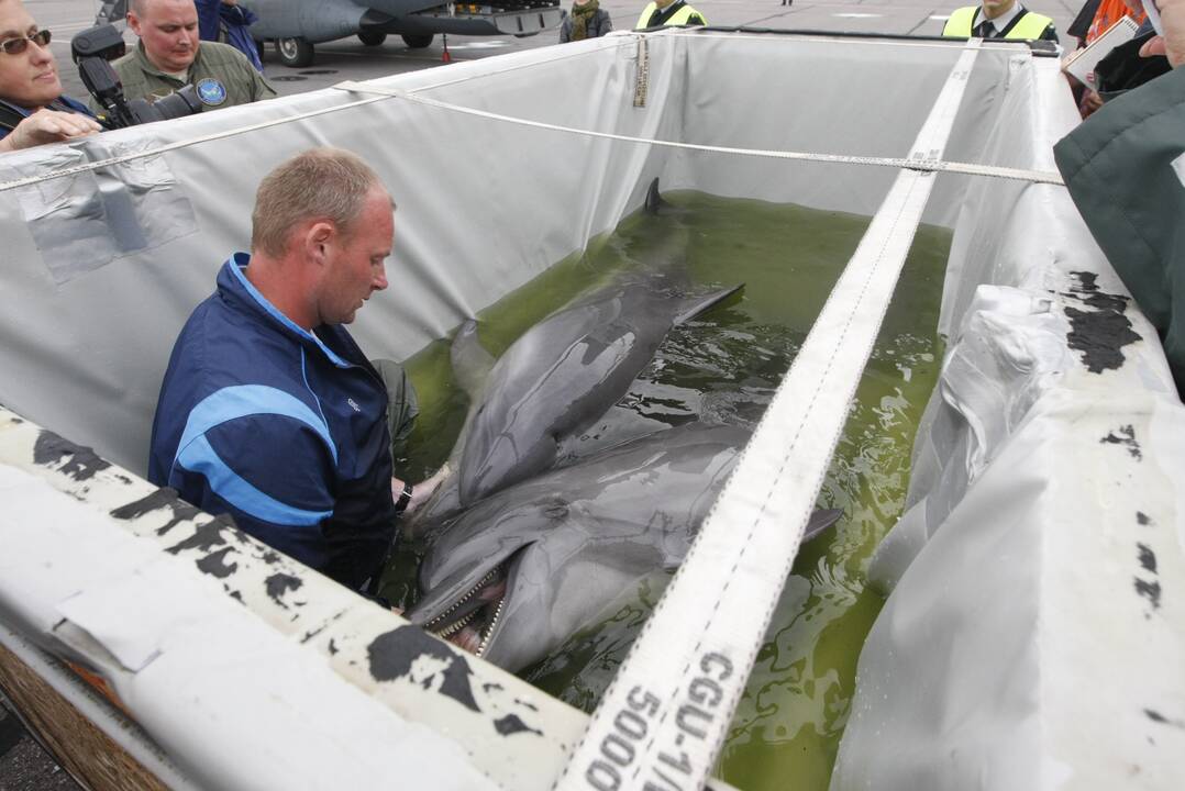 Į Klaipėdos delfinariumą grįžta dar trys delfinai