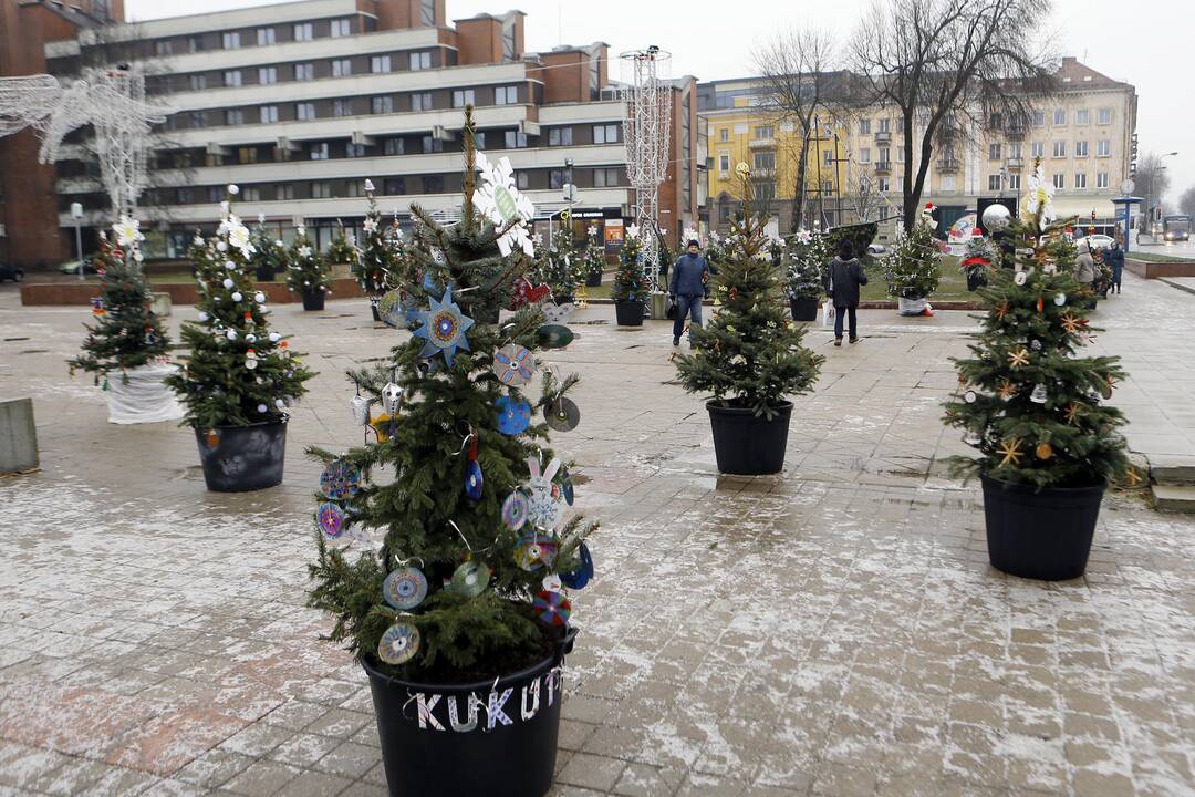 100 eglučių papuošė atgimimo aikštę