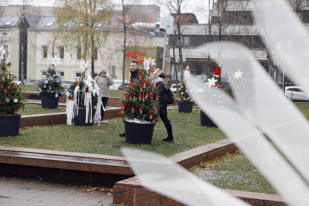 100 eglučių papuošė atgimimo aikštę