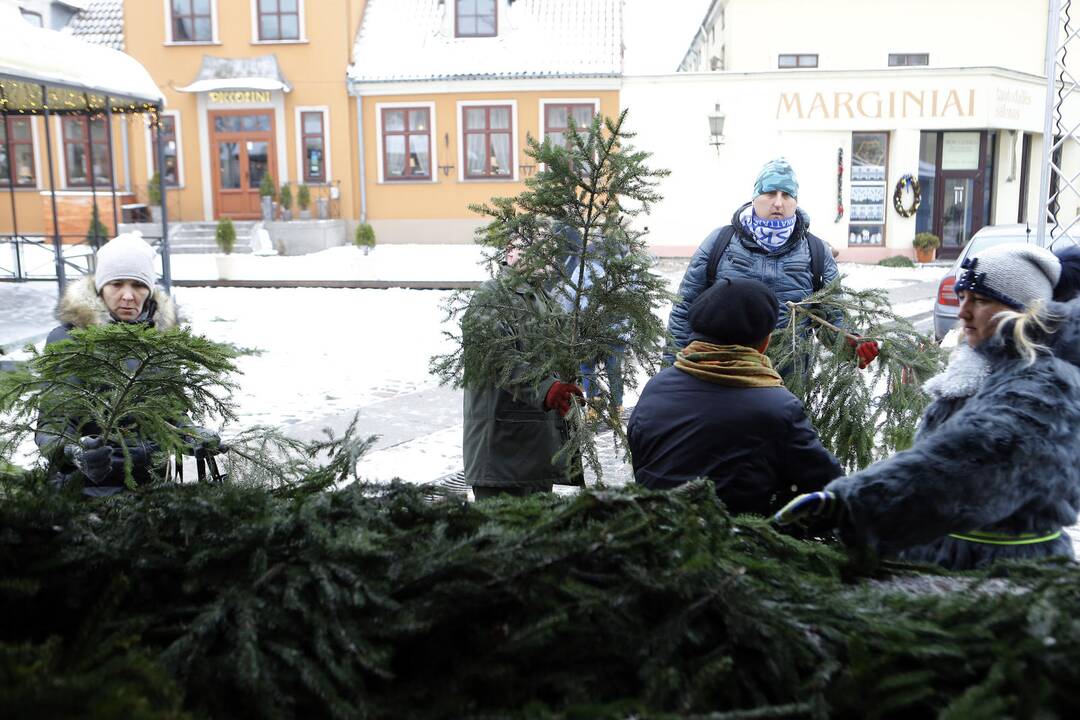 Teatro aikštėje dalinamos eglių šakos