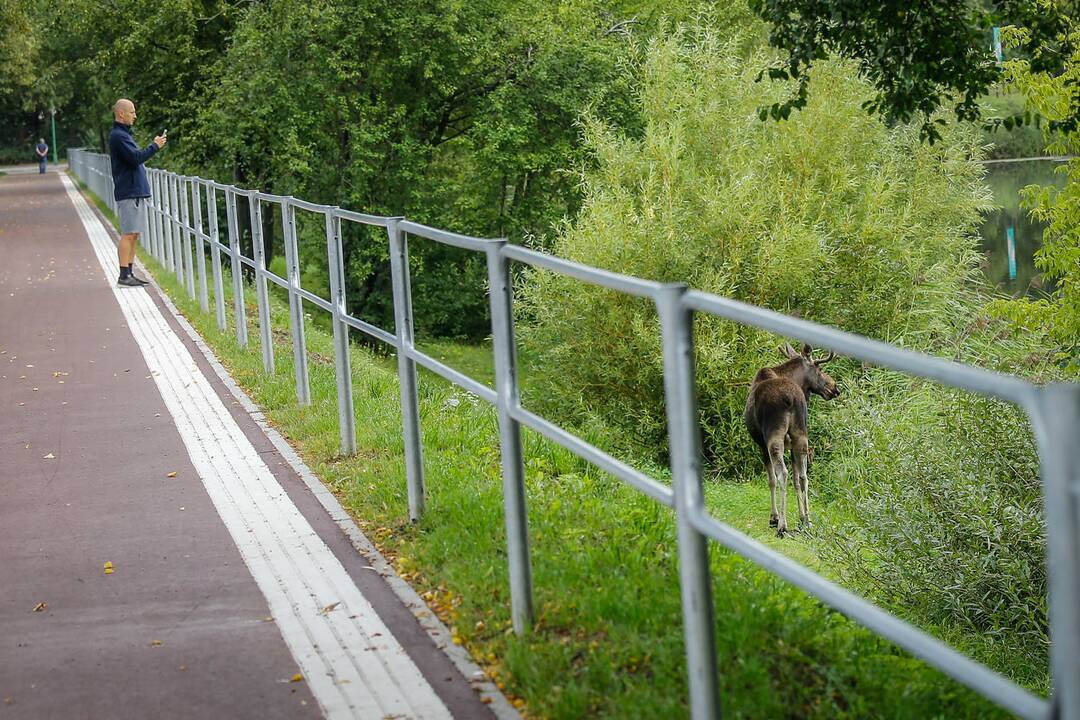 Briedis miesto gatvėmis