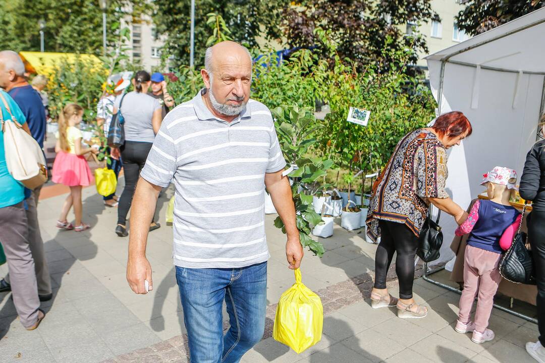 Obuolių šventė Gargžduose