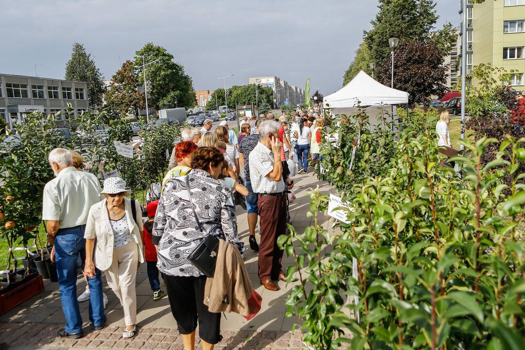 Obuolių šventė Gargžduose