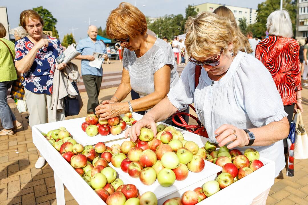 Obuolių šventė Gargžduose